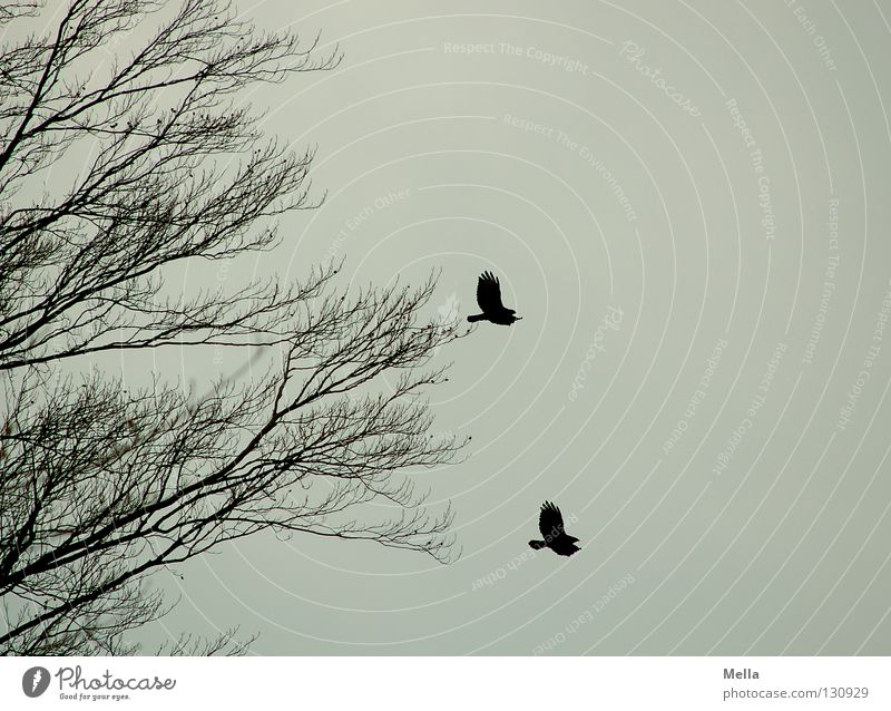 duet Environment Nature Animal Air Sky Tree Bird 2 Pair of animals Flying Free Together Natural Gloomy Gray Freedom Equal Dreary In pairs Colour photo Deserted