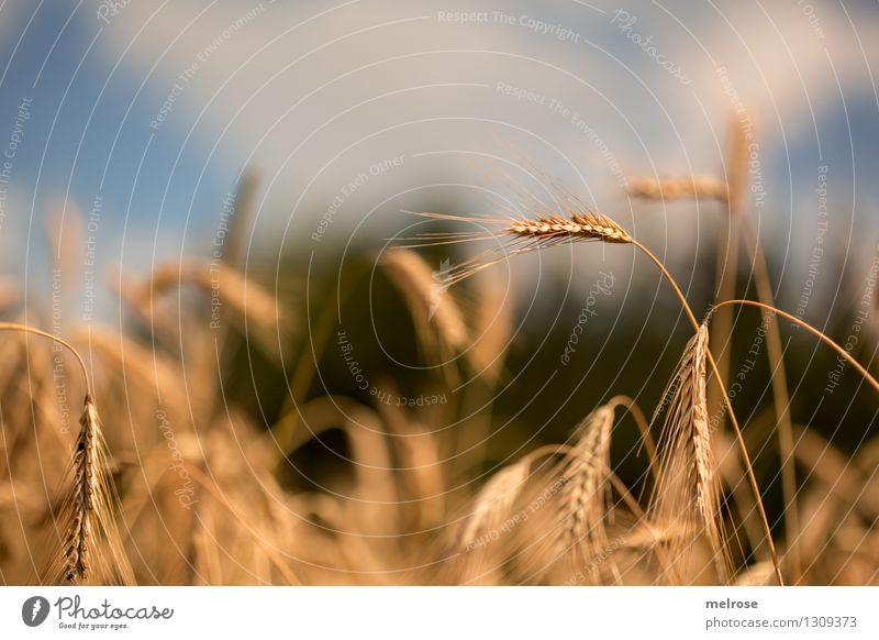 Autumn Grain Elegant Style Nature Landscape Sky Clouds Summer Beautiful weather Agricultural crop Grain field Grain harvest Relaxation Illuminate Growth