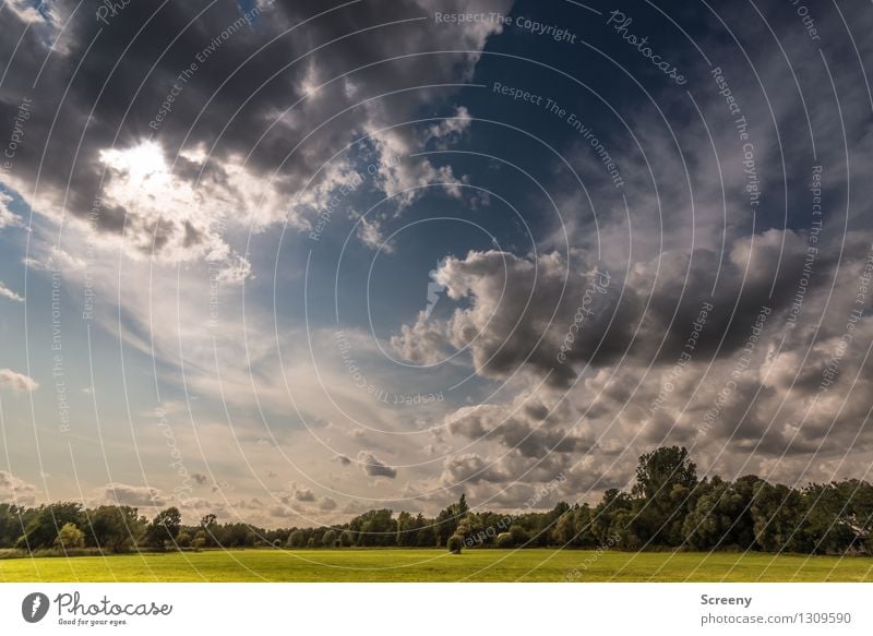 plane Nature Landscape Plant Sky Clouds Summer Weather Tree Grass Bushes Meadow Tall Blue Green White Calm Colour photo Exterior shot Deserted Day Light Shadow