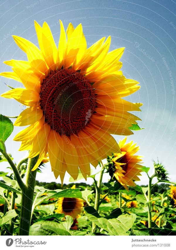 &lt;font color="#ffff00"&gt;Sync by honeybunny &lt;font color="#ffff00"&gt;Dancin´ Summer Sunflower Yellow Field Sunflower seed Physics Healthy Blossom Green