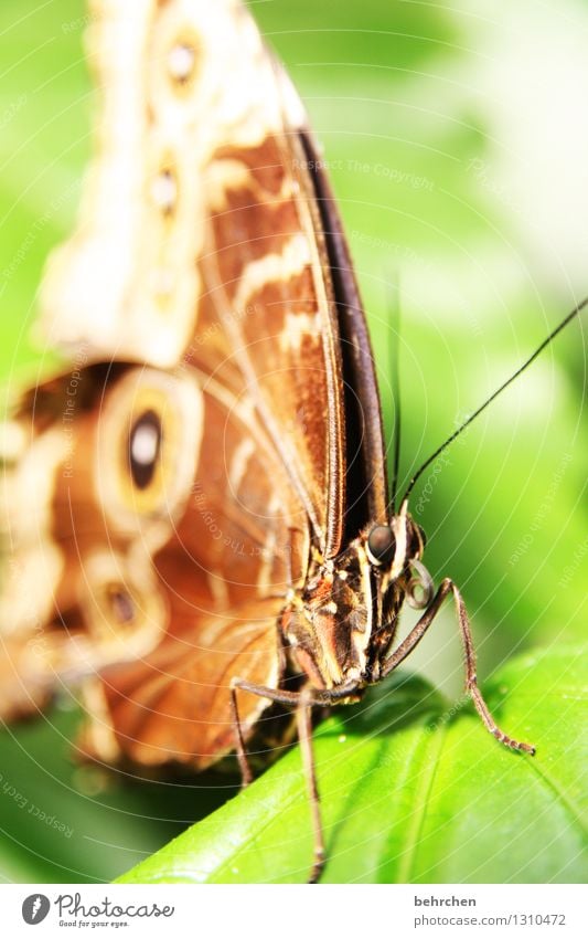 coiled Nature Plant Animal Spring Summer Beautiful weather Tree Leaf Garden Park Meadow Wild animal Butterfly Animal face Wing blue Morphof age 1 Observe