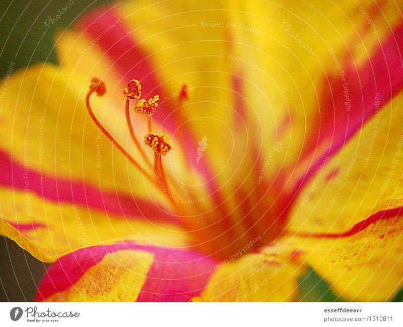 Macro Garden Action: Yellow One Environment Nature Plant Sun Summer Climate Beautiful weather Flower Blossom Foliage plant Blossoming Fragrance Relaxation Kneel