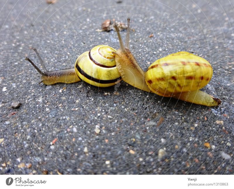 snail love Animal Snail 2 Pair of animals Stone Together Love of animals Calm Slowly Snail shell Colour photo Exterior shot Close-up Animal portrait