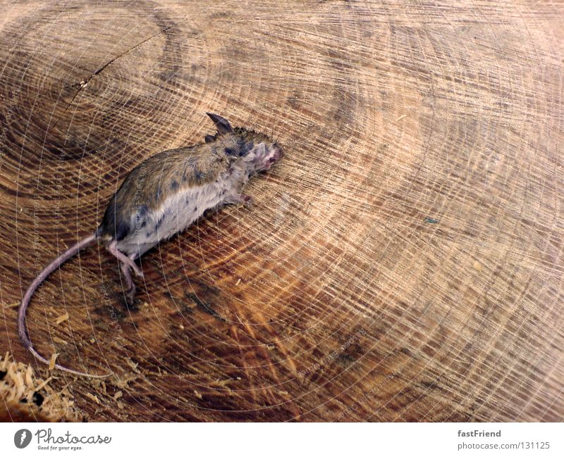 Day at the beach Death Wood Tree stump Calm Rodent Pattern Animal Wood flour Mammal Grief Distress Transience Mouse case of death as dead as a doornail