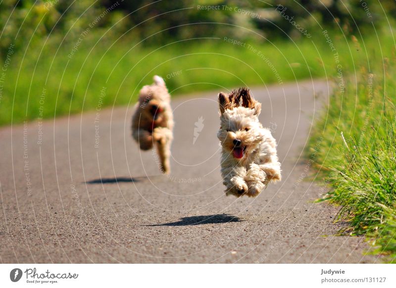 flying dogs Colour photo Exterior shot Joy Happy Summer Sporting event Friendship Ear Dog Running Flying Walking Green Poodle Dachshund Action Beige Crossbreed