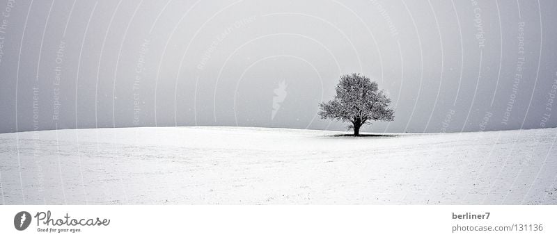 Wavy Horizon II Undulating Snowflake Tree Individual Winter Sky solitary single standing tree