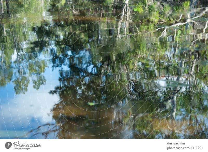 An outback river. Very nice reflection. Branches and twigs are reflected from a tree. Exotic Calm Trip Environment Nature Water Summer Beautiful weather Bushes