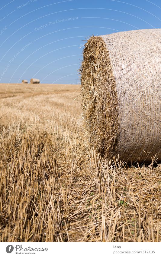 agriculture Field Straw Coil Agriculture Rolled Pressed Deserted