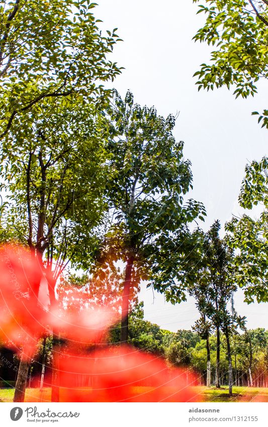 Park in Jiangyin Nature Landscape Plant Sky Cloudless sky Summer Garden Forest Attentive Serene Calm Loneliness Jiangsu China Colour photo Exterior shot