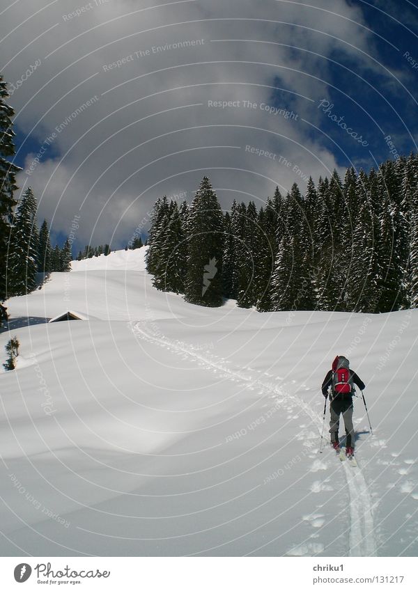 ...towards spring...? Ski tour Vacation & Travel Forest Snow track Ski tracks Man Skier Backpack Clouds Leisure and hobbies Calm Skiing Mountaineering