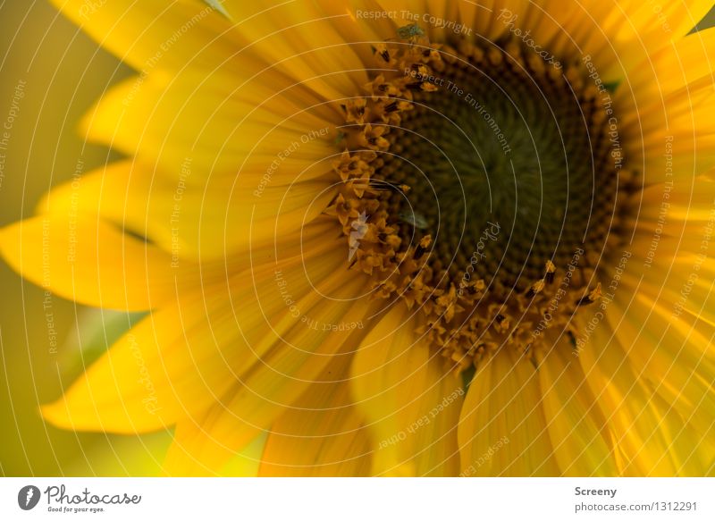 warm Nature Plant Flower Sunflower Meadow Beetle Blossoming Growth Round Brown Yellow Warmth Colour photo Exterior shot Detail Macro (Extreme close-up) Deserted
