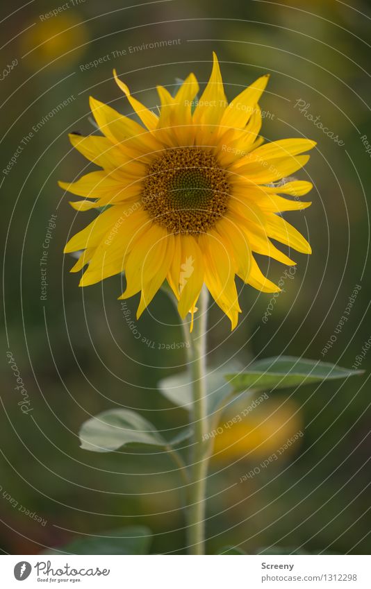 sunny Nature Plant Summer Flower Sunflower Meadow Field Blossoming Growth Brown Yellow Green Happy Warm-heartedness Colour photo Exterior shot Detail Deserted