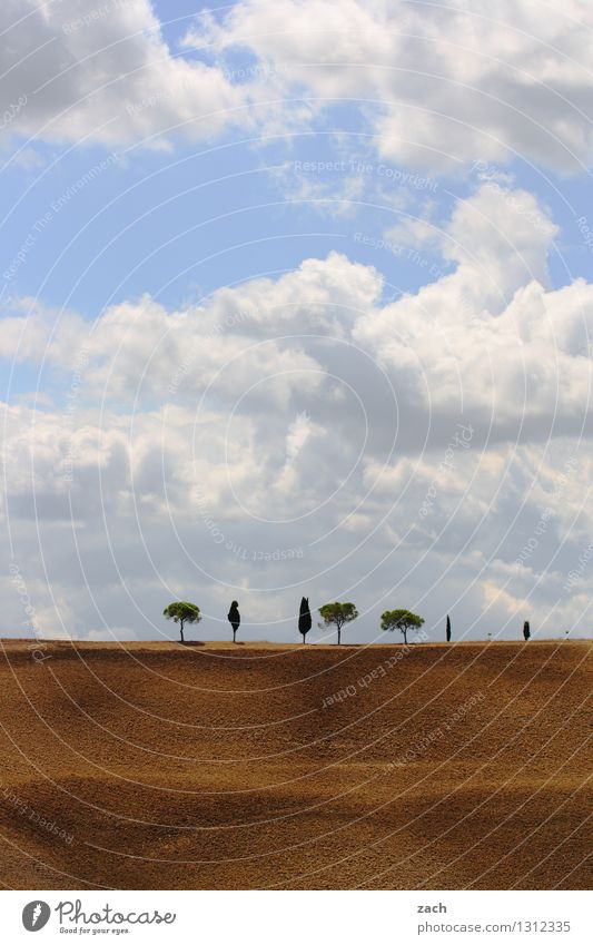 Well sorted Environment Nature Landscape Earth Sand Sky Clouds Summer Beautiful weather Drought Plant Tree Cypress Stone pine Field Hill Italy Tuscany