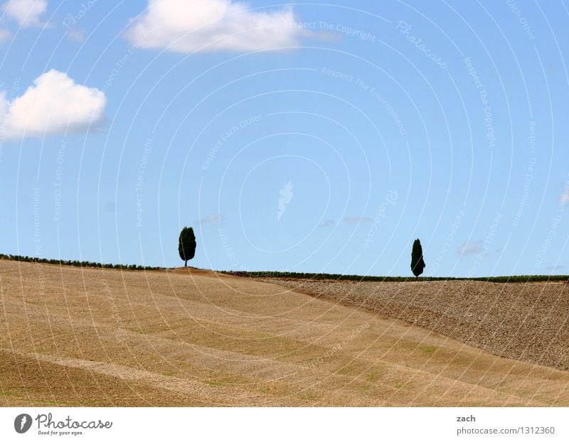 encounter Environment Nature Landscape Earth Sand Sky Clouds Summer Beautiful weather Plant Tree Cypress Field Hill Tuscany Italy Val d'Orcia Blue Brown 2