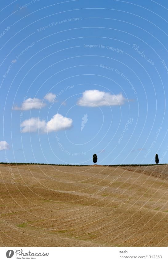 duet Environment Nature Landscape Earth Sand Sky Clouds Summer Beautiful weather Drought Tree Cypress Field Hill Italy Tuscany Growth Blue Yellow Loneliness