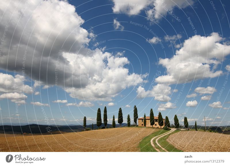 coming home Nature Earth Sand Sky Clouds Summer Beautiful weather Plant Tree Cypress Meadow Field Hill Pienza Italy Tuscany House (Residential Structure)
