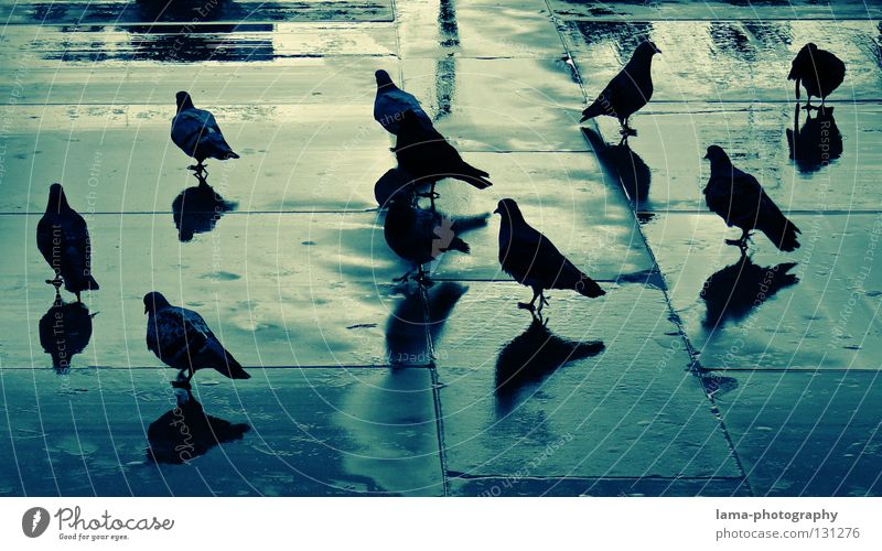 Blueprint of pigeons Pigeon Bird Accumulation Assembly Reflection Wet Puddle Places Shadow play Silhouette Town Thunder and lightning Colour columbidae Rain