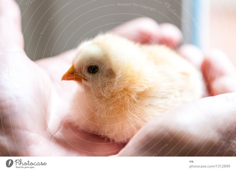 Goldie Farm animal Wing Pelt Barn fowl Rooster Chick Baby animal 1 Animal Flying To feed Love Sit Warmth Soft Yellow Happiness Contentment Trust Safety