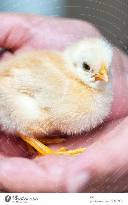 Fluffy breakfast egg Animal Farm animal Wing Claw Barn fowl Rooster Chick 1 Baby animal Eating Flying To feed Feeding Happiness Fresh Healthy Warmth Soft Yellow