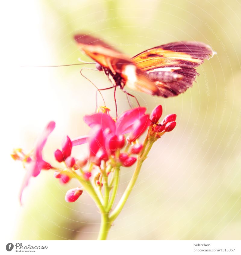 lightness Nature Plant Animal Flower Leaf Blossom Garden Park Meadow Wild animal Butterfly Wing Legs Trunk Feeler 1 Observe Blossoming Fragrance Flying To feed