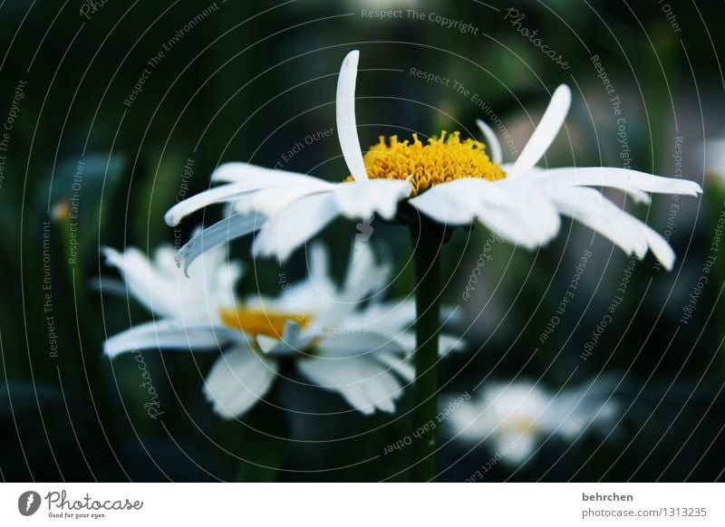 stand Nature Plant Spring Summer Autumn Flower Leaf Blossom Marguerite Garden Park Meadow Blossoming Fragrance Faded Growth Beautiful Yellow White Hope Belief