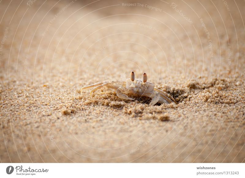 Crab on the Beach ll Seafood Nutrition Nature Animal Sand Ocean Shrimp 1 Observe Brown Yellow Gold Protection Watchfulness Endurance Effort Safety dig Cave