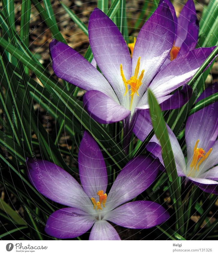 Close up of purple crocus blossoms Spring March April Wake up Plant Flower Blossom Crocus Blossoming Blossom leave Oval Long Thin Narrow Violet White Yellow