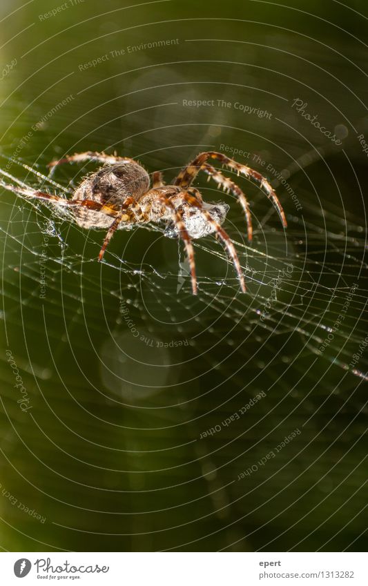administrator Animal Spider 1 Spider's web Net Observe Crouch Crawl Wait Watchfulness Contentment Nature Colour photo Exterior shot Close-up