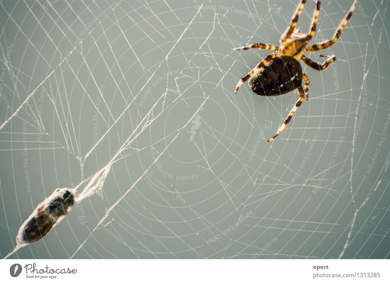 Good Deposited Animal Dead animal Bee Spider Wasps 2 Cocoon Spider's web Net Sewing thread Catch Hunting Crawl Threat Natural Watchfulness Self Control Life