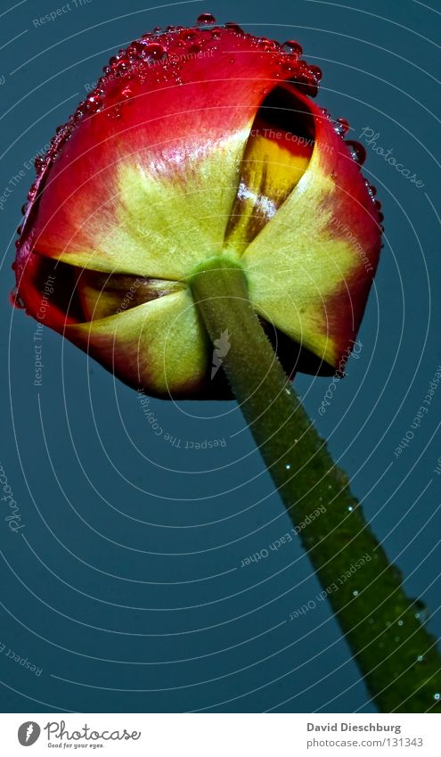 Tulip not from Holland II Netherlands Flower Plant Living thing Blossom Stalk Red Drops of water Dew Meadow Flower meadow Rain Background picture Spring Summer