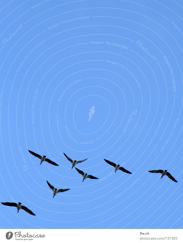 straight ahead Canadian goose Goose Bird Blue sky Together Society Formation Joy Communicate Flying fly Aviation Freedom Far-off places Multiple Wing