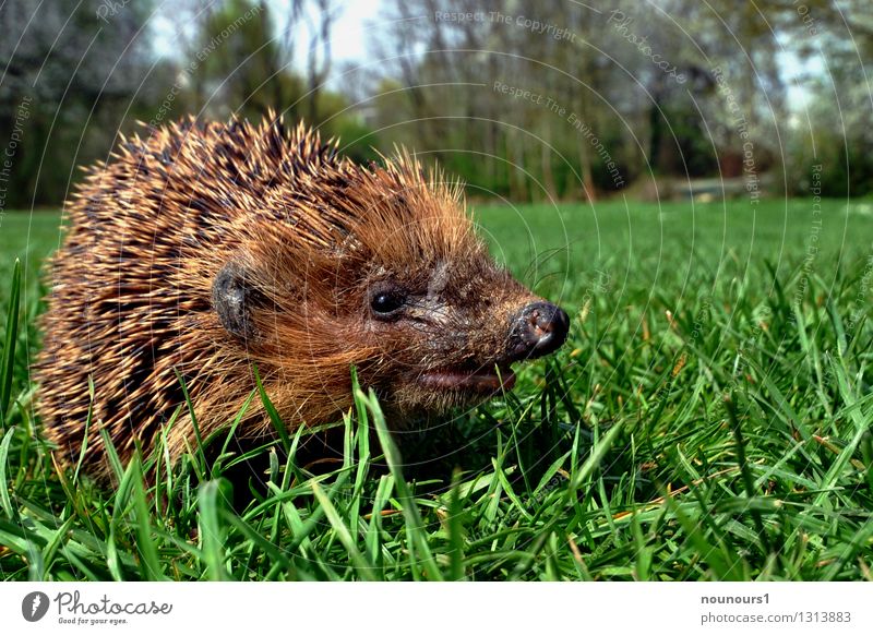 spring awakening Nature Landscape Animal Wild animal Hedgehog Mammal Living thing Thorny 1 Movement Discover Walking "animal animal world spiny animal Spring