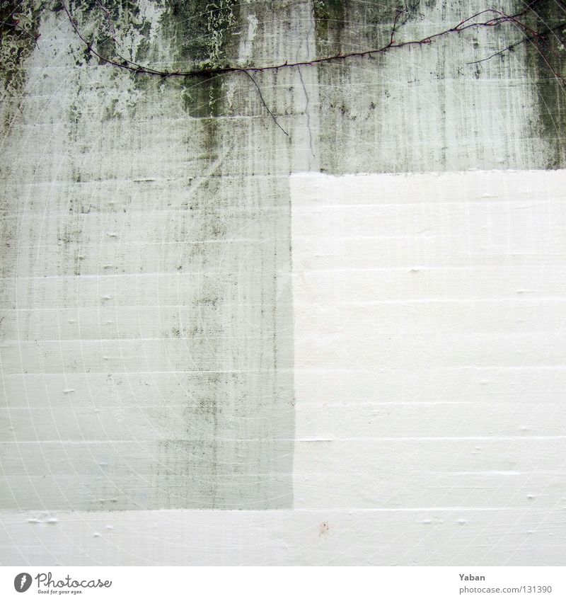 opaque white Concrete Wall (building) Concrete wall White Gray Smear Damp Abstract Putrefy Transience Detail Garden Park Patch Tracks mossy Bond Putrid