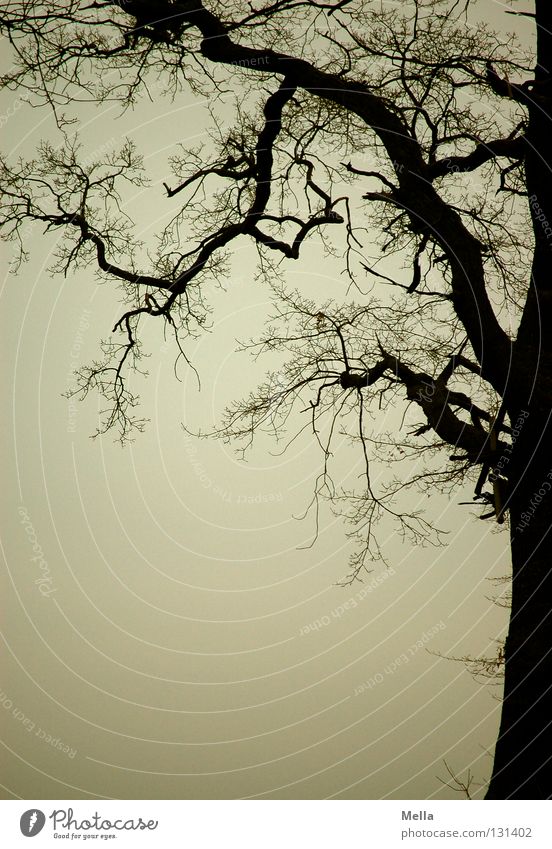 my friend, the tree Tree Branchage Branched Silhouette Dreary Gray Gloomy Eerie Mystic Dark Creepy Frame Fine Thin Fat Oak tree Edge of the forest Sky Twig