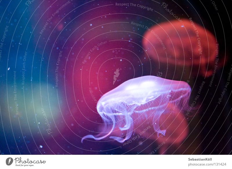 Low Quali Jellyfish Sealife Tentacle Thread Transparent Pink Fish Ocean Water medusa Blue