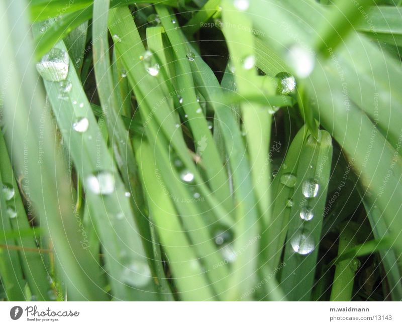 drops in the grass Grass Blade of grass Green Rain Drops of water Water