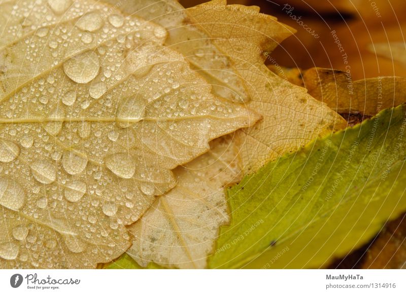 Water drops Nature Plant Drops of water Autumn Climate Climate change Bad weather Fog Rain Tree Grass Leaf Garden Park Field Forest Chaos End Colour Advancement