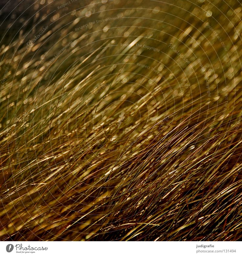 grass Grass Glittering Meadow Ocean Coast Growth Evening sun Beautiful Direction Blur Colour Beach hatching Line Gold Beach dune Nature Structures and shapes