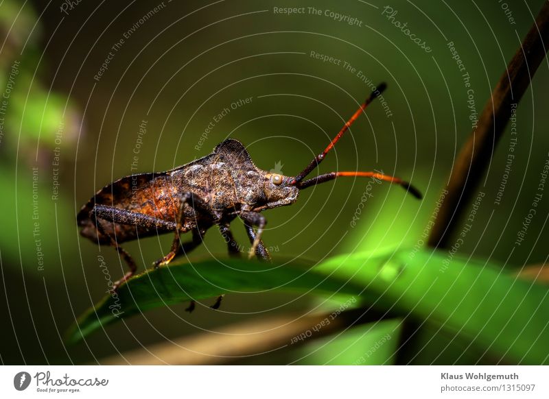 On the lookout Environment Nature Animal Summer Autumn Leaf Park Meadow Forest Beetle Bug Shield bug 1 Sit Stand Wait Exotic Creepy Brown Gray Green Black