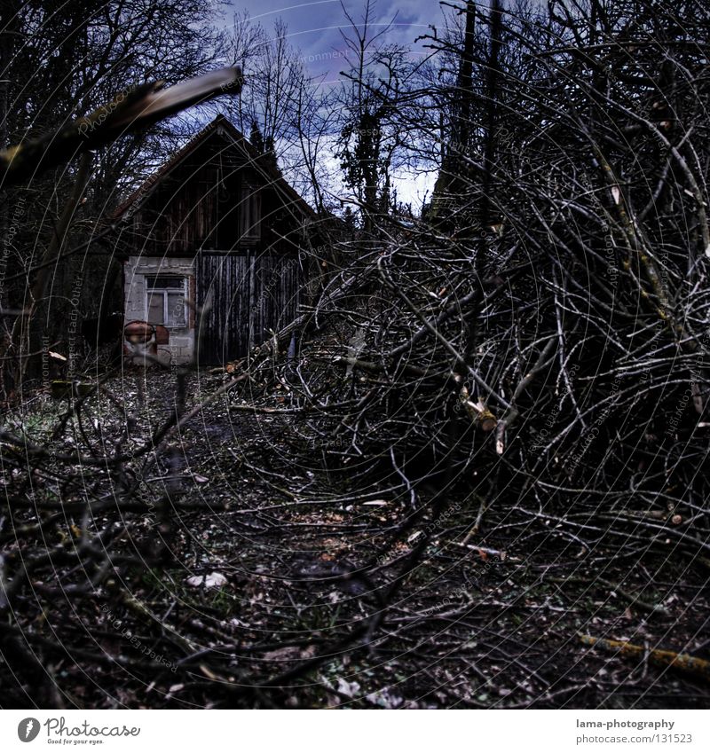 Woodcutter's Home House (Residential Structure) Wooden house Saw mill Tree Forest Cut down Firewood Leaf Undergrowth Logging Agitated Dark Eerie Fairy tale