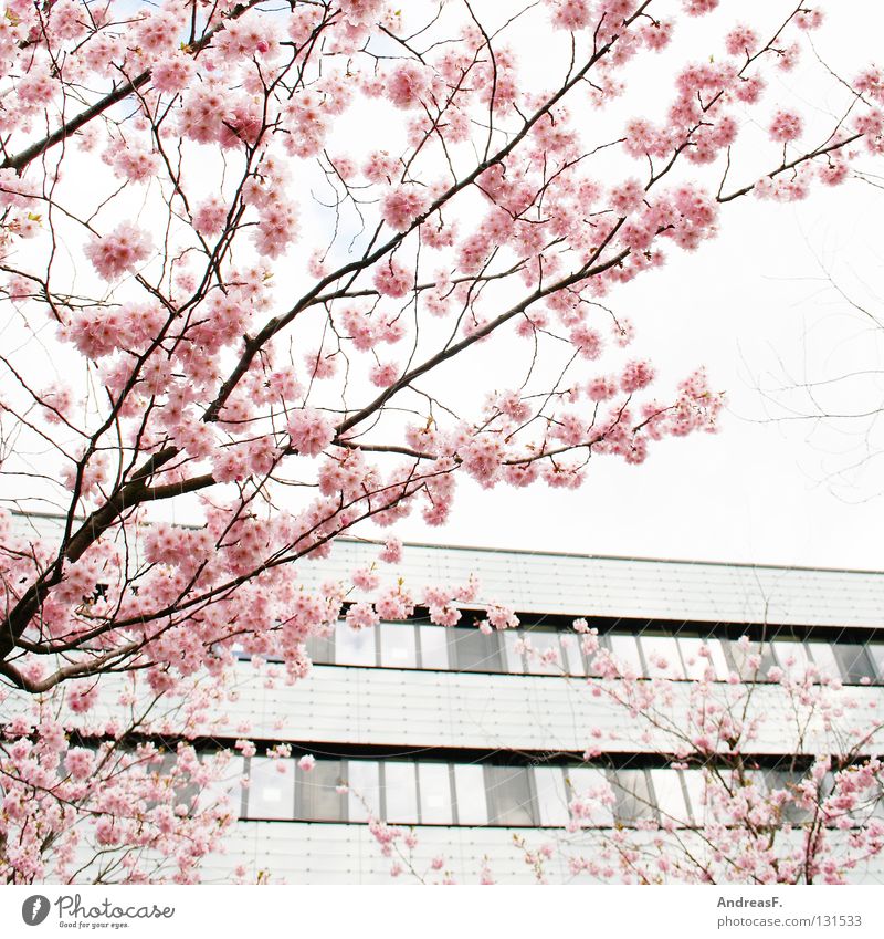 pink Pink Blossom Cherry blossom Japan Cottbus Tree Converse Pastel tone House (Residential Structure) Spring April May Summery Easy tree blossom fruit blossom