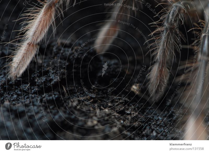 On all fours theraphosa Bird-eating spider Terrarium Earth giant bird-eating spider Legs Spider legs Detail Section of image Copy Space bottom