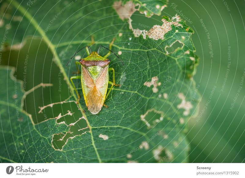 lunch break Nature Plant Animal Summer Leaf Forest Wild animal Beetle 1 Eating Small Green Voracious Transience Destruction Consumed Colour photo Exterior shot