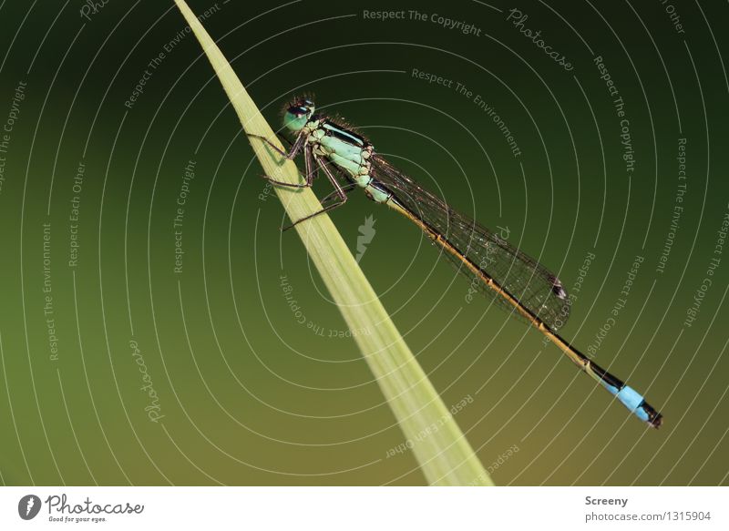 Fragile wing system #1 Nature Landscape Plant Animal Summer Grass Blade of grass Meadow Wild animal Dragonfly Sit Esthetic Small Serene Calm Insect Wing Elegant