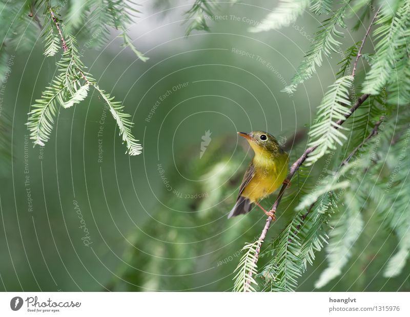 A Bianchi's Warbler hunting for insect Bird Wild Nature Green Tree Leaf warbler bird watching Natural Neutral Background Structures and shapes Advertisement