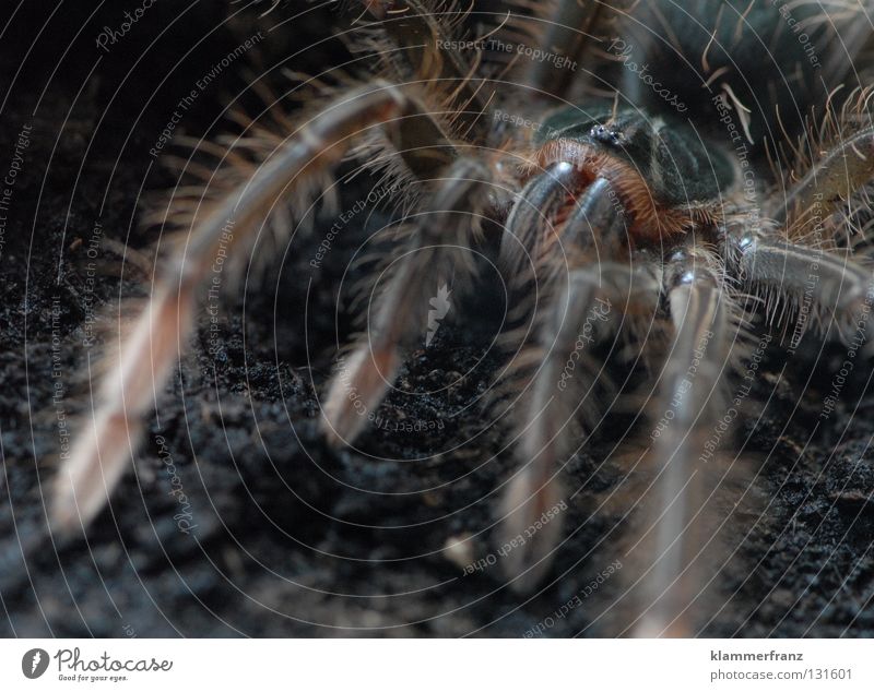 Come closer, darling... Section of image Detail Spider legs Legs giant bird-eating spider Macro (Extreme close-up) Earth Terrarium Bird-eating spider theraphosa