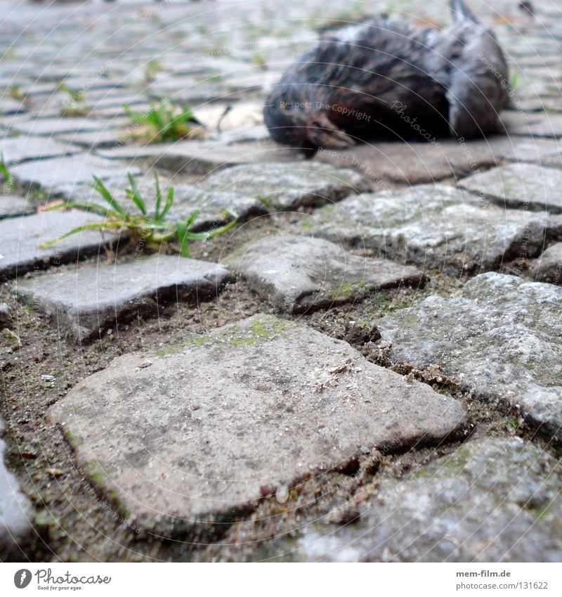 Death on the pavement Pigeon Bird Transience Grief Sidewalk Animal Distress roadkill Pain rats of the air fly a rat Cobblestones Old Sadness Paving stone