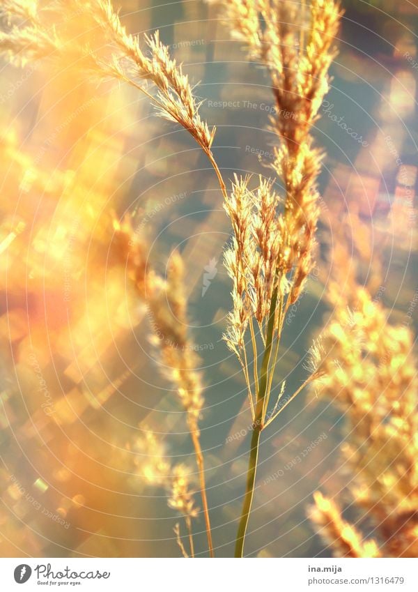 golden shimmer Environment Nature Summer Plant Grass Wild plant Garden Meadow Field Illuminate Growth Glittering Natural Gold Optimism Caution Calm Colour