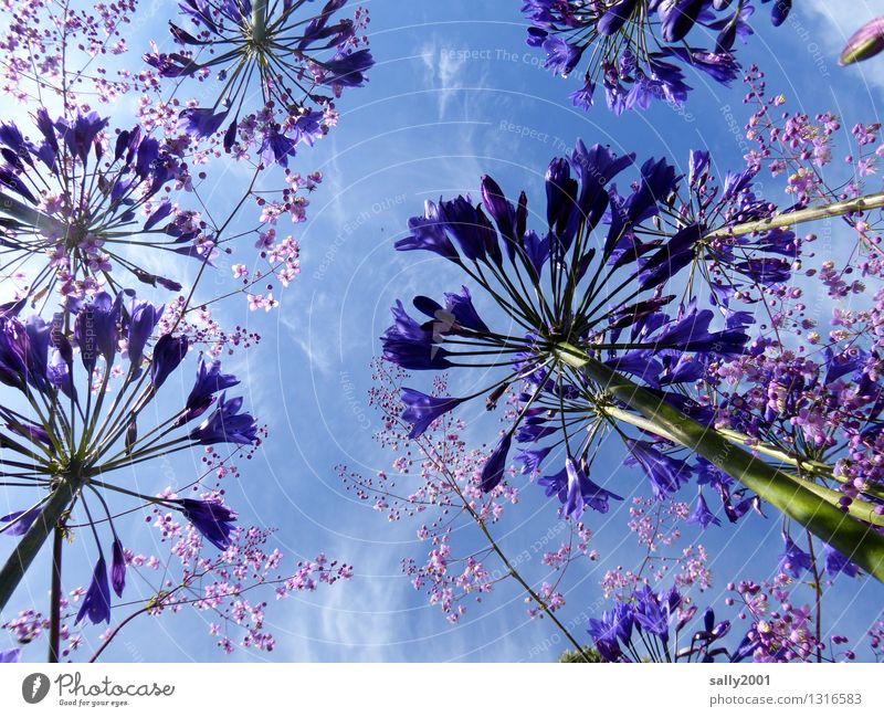 celestial colours... Plant Sky Summer Beautiful weather Flower decorative lily agapanthus Garden Blossoming Illuminate Growth Esthetic Fragrance Natural Wild