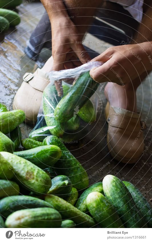 Packing cucumbers Vegetable Cucumber Nutrition Organic produce Summer Agriculture Forestry Human being 1 Work and employment Crouch Fresh Healthy Green Diligent